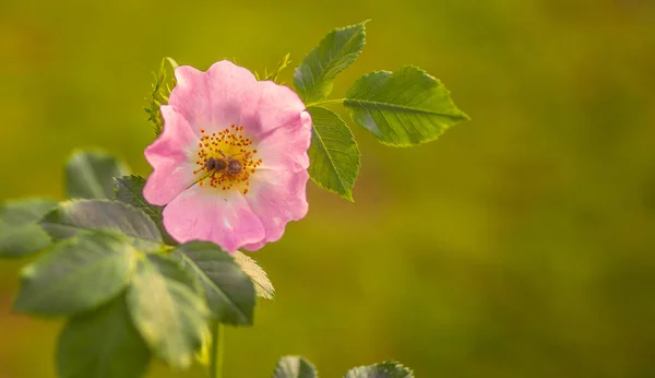 Tiro Enfoque Selectivo Abeja Recogiendo Polen Una Flor Rosa Rosa — Foto de Stock