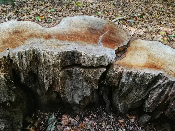 Primer Plano Troncos Árboles Cortados Bosque — Foto de Stock