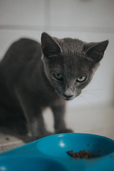 Vertical Shot Cute Green Eyed Cat — Stock Photo, Image