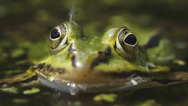 Mise Point Sélective Une Grenouille Verte — Photo