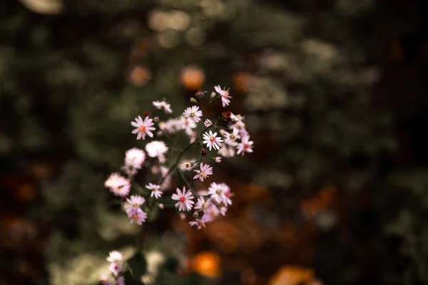 Primer Plano Flores Del Prado — Foto de Stock