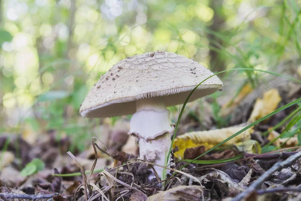 Zdjęcie Bliska Grzybów Amanita Rubescens Lesie — Zdjęcie stockowe