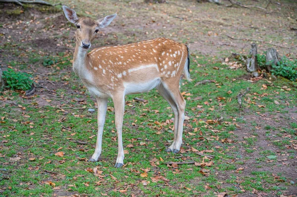 Dappled Deer Nature — Stock Photo, Image
