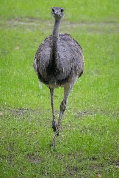 Ein Senkrechter Schuss Eines Straußes — Stockfoto