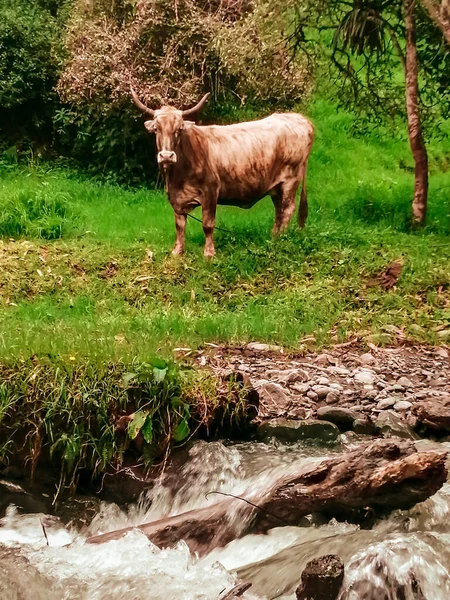 Tiro Vertical Uma Vaca Forrageando Campo Verde Perto Uma Floresta — Fotografia de Stock