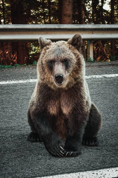 Colpo Verticale Orso Grizzly Sul Lato Della Strada Durante Tramonto — Foto Stock