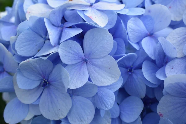 Primer Plano Hortensias Flores Cubierta Azul —  Fotos de Stock