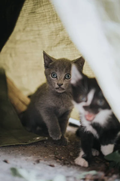 Kameraya Bakan Sevimli Yavru Kedilerin Yakın Çekimi — Stok fotoğraf
