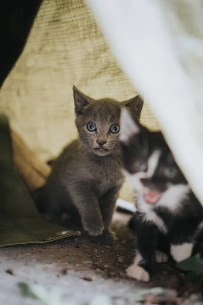 一只可爱的小猫咪看着摄像机的特写镜头 — 图库照片