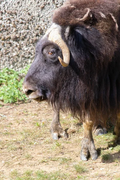 Una Toma Vertical Muskox Pie Suelo —  Fotos de Stock