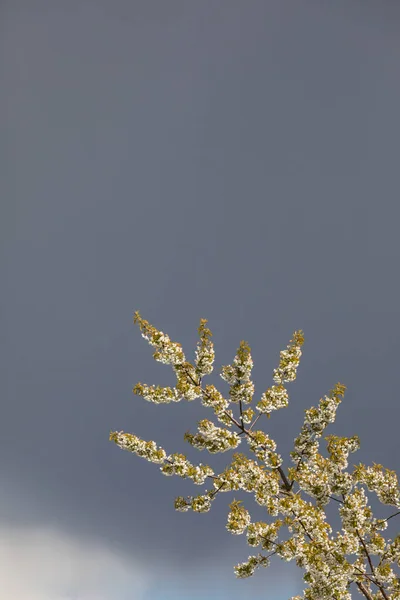 Disparo Vertical Árbol Florece Bajo Cielo Nublado Luz Del Sol — Foto de Stock
