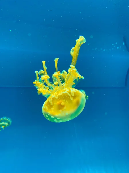 Vertical Shot Yellow Jellyfish Isolated Blue Background — Stock Photo, Image