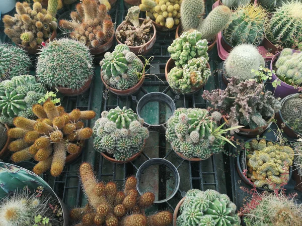 Une Vue Dessus Différents Types Petits Succulents Dans Des Pots — Photo