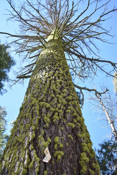 Niski Kąt Ujęcia Wysokiego Drzewa Pokrytego Mech Parku — Zdjęcie stockowe