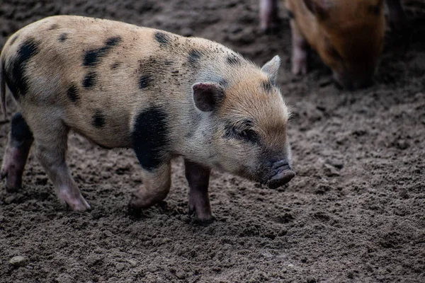 Eine Nahaufnahme Eines Niedlichen Fleckschweins Auf Einem Bauernhof — Stockfoto