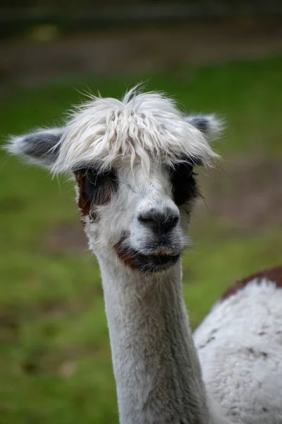 Vertical Closeup Shot Llama — Stock Photo, Image