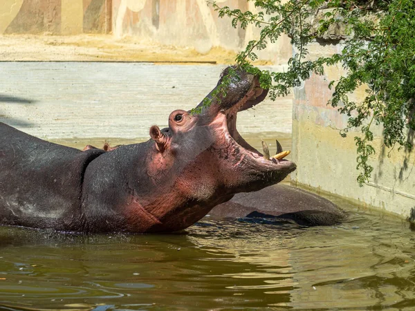 Beau Plan Hippopotames Dans Zoo — Photo