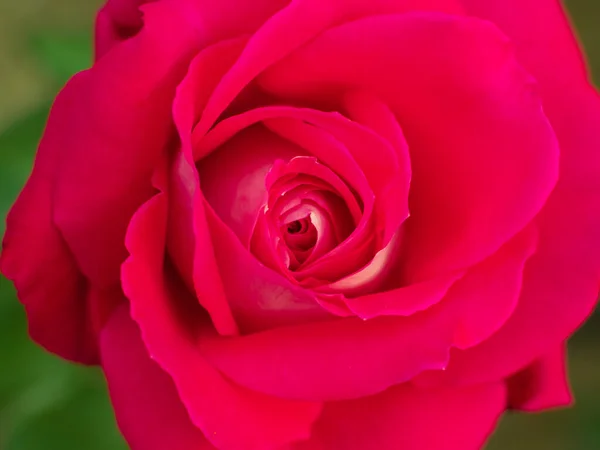 Tiro Macro Uma Rosa Florescida Aumentou Conceito Romance Amor — Fotografia de Stock