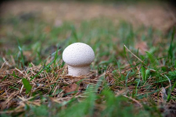 雨衣蘑菇雨后长在草地上的雨衣蘑菇的特写 — 图库照片