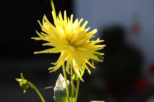 Closeup Shot Yellow Dahlia Flower Blurred Background — Stock Photo, Image