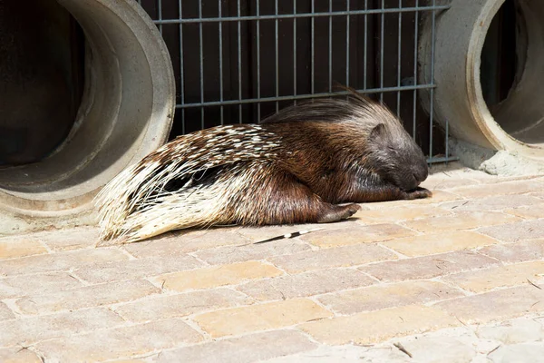 Germania Lug 2019 Animali Selvatici Nello Zoo Thuele Germania — Foto Stock