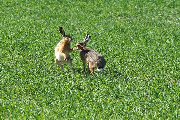 Inquadratura Selettiva Due Conigli Sul Campo — Foto Stock