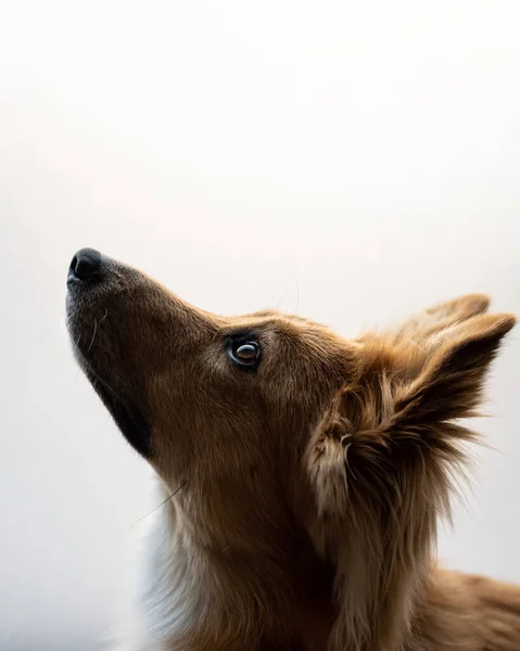 Vertical Shot Cute Dog White Background — Stock Photo, Image