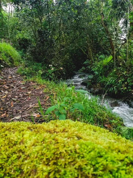 Красивый Снимок Зеленого Лесного Пейзажа Водопадом — стоковое фото