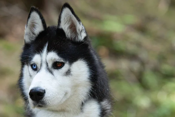 Närbild Husky Ett Fält Solljuset Med Suddig Bakgrund — Stockfoto