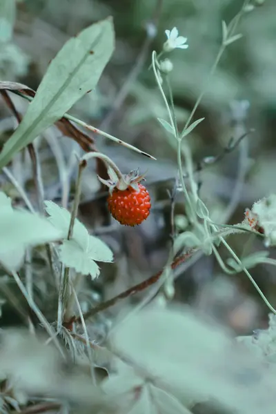 Μια Μακρο Φωτογραφία Της Άγριας Φράουλας Στο Δάσος — Φωτογραφία Αρχείου