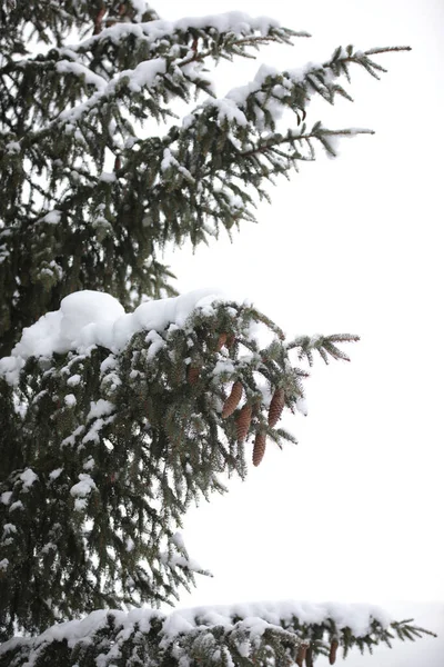 Eine Nahaufnahme Von Schneebedeckten Fichtenzweigen Mit Zapfen — Stockfoto