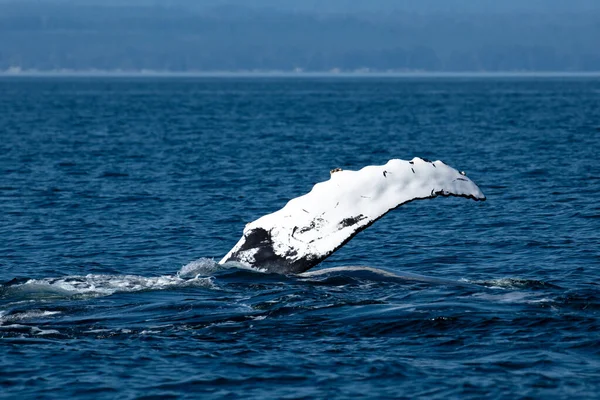 A humpback whale pectoral fin (Megaptera novaeangliae), breach Straight of Georgia (Salish Sea), near Campbell River, BC Canada