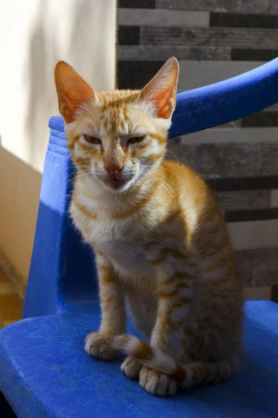 Eine Nahaufnahme Einer Stehenden Orangen Brasilianischen Kurzhaarkatze — Stockfoto