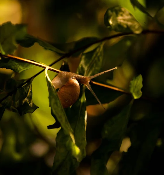 一只蜗牛在树叶上的特写镜头 — 图库照片