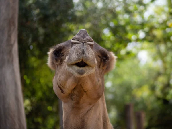Närbild Ett Ansikte Kamel — Stockfoto