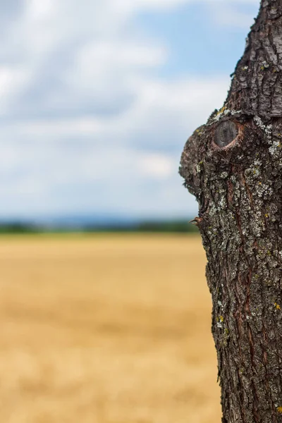 Eine Vertikale Aufnahme Eines Baumstammes Mit Einem Feld Hintergrund — Stockfoto