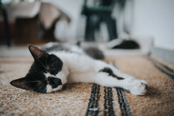 Вертикальний Знімок Милого Сплячого Кота — стокове фото