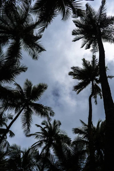 Снимок Пальмовых Силуэтов Низким Углом Облачном Фоне Неба — стоковое фото
