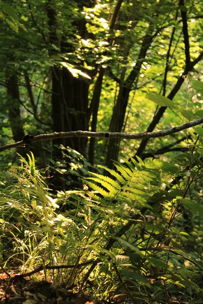 Μια Κάθετη Κοντινή Λήψη Πράσινων Φυτών Ένα Δάσος — Φωτογραφία Αρχείου