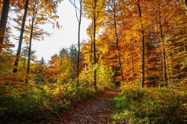 Eine Wunderschöne Landschaft Eines Waldes Mit Vielen Bäumen Die Herbstfarben — Stockfoto