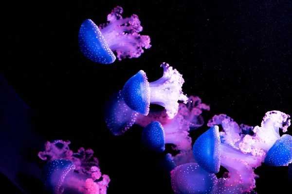 Beautiful Closeup Shot Spotted Purple Jellyfish Dark Water — Stock Photo, Image