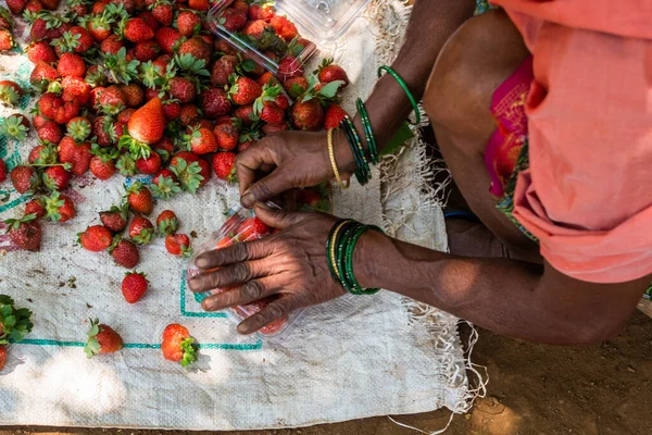 Die Bio Erdbeeren Werden Sortiert Und Für Den Verkauf Auf — Stockfoto
