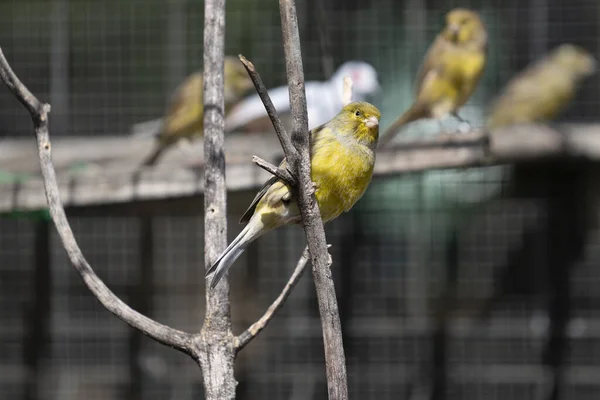Ένα Κοντινό Πλάνο Ενός Μικρού Πράσινου Πουλιού Σκαρφαλωμένο Ένα Κλαδί — Φωτογραφία Αρχείου