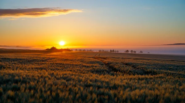 Uma Vista Deslumbrante Pôr Sol Sobre Campo Cultivo — Fotografia de Stock