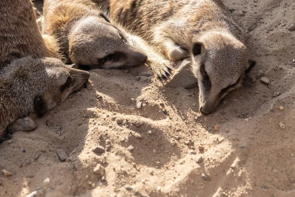 Över Meerkats Som Ligger Marken — Stockfoto