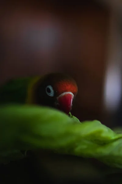 Eine Vertikale Aufnahme Von Turteltauben Einem Vogelhaus — Stockfoto