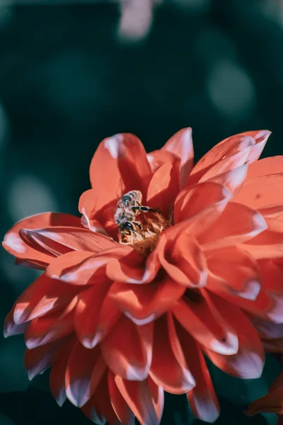 Ένα Κοντινό Πλάνο Εστίασης Μιας Μέλισσας Που Γονιμοποιεί Ένα Λουλούδι — Φωτογραφία Αρχείου