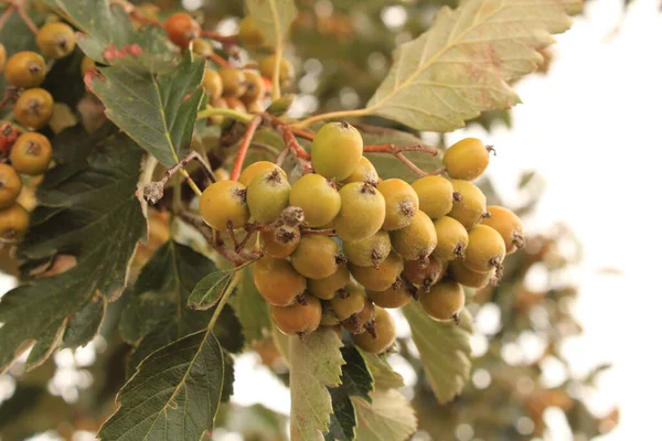 Close Rowanberry Arbusto — Fotografia de Stock