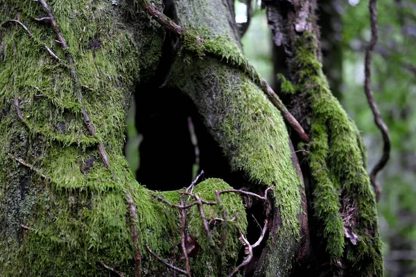 Closeup Focus Shot Tree Bark Overgrown Moss — Stock Photo, Image