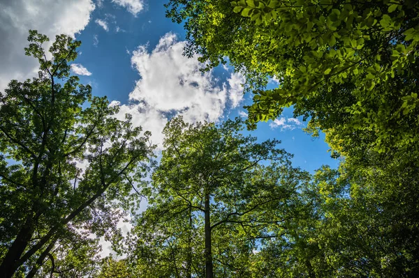 Prachtige Hoge Bomen Schitteren Onder Blauwe Lucht Het Park Geweldig — Stockfoto